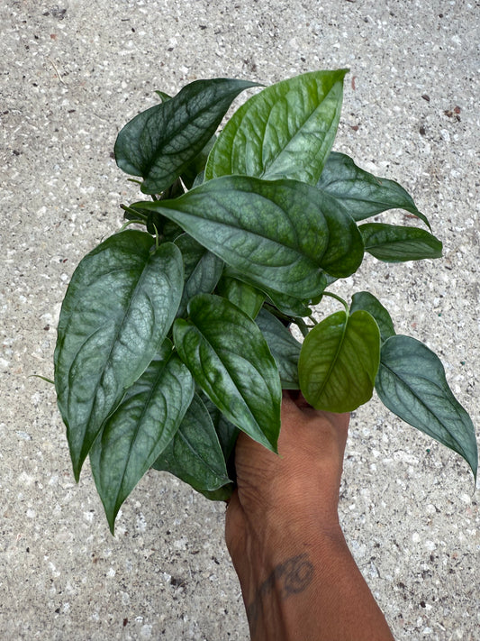 Monstera 'Siltepecana'