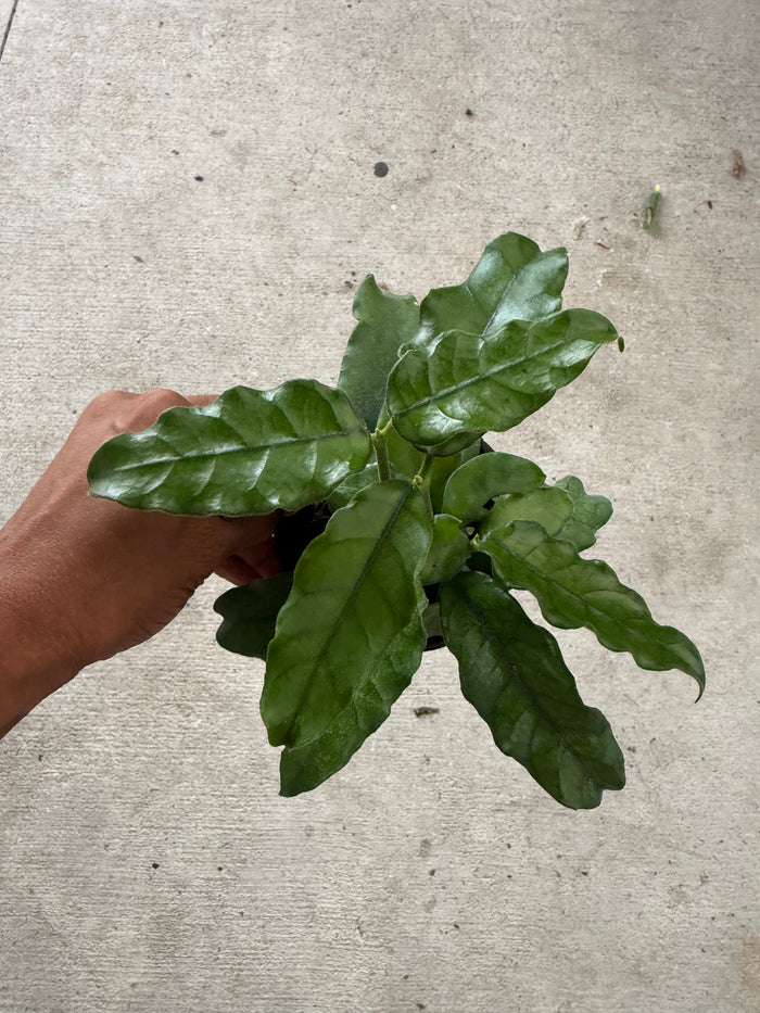 Hoya 'Villosa'