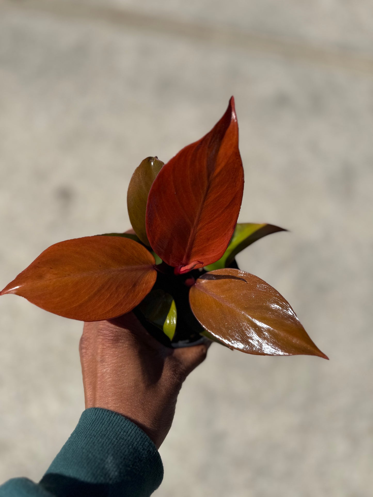 Philodendron Cherry Red