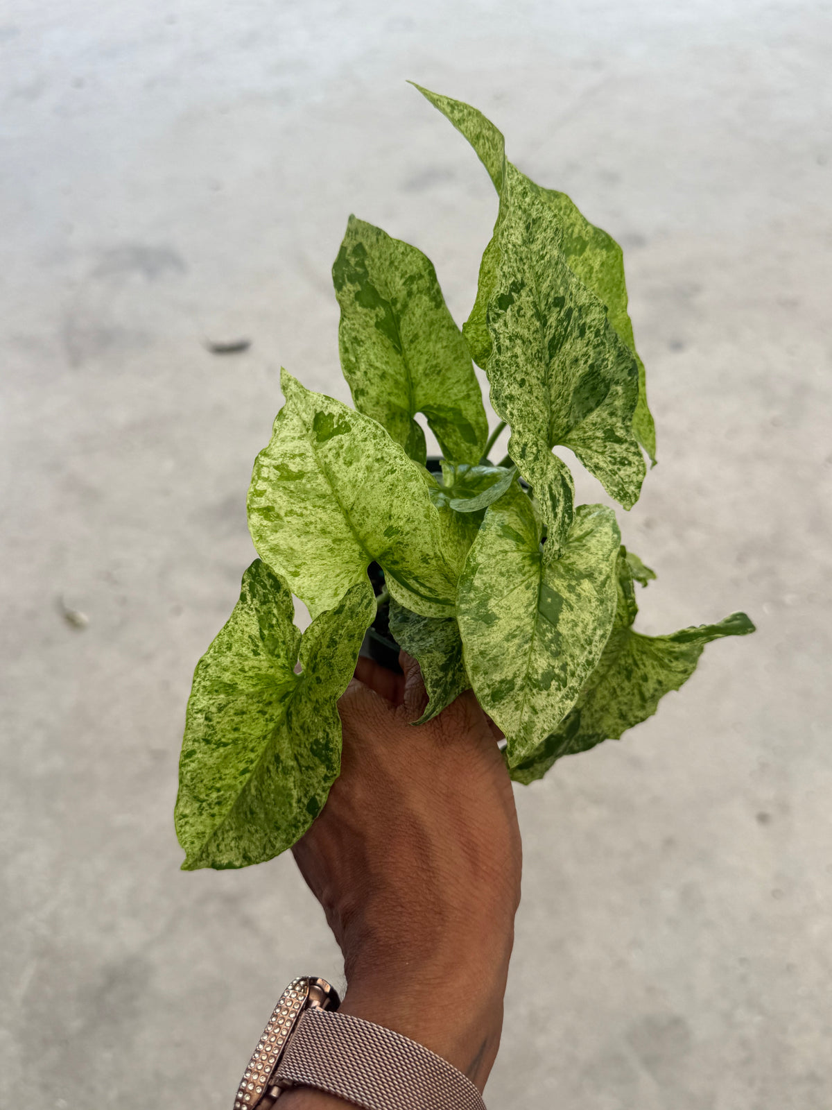 Syngonium Mottled Mojito