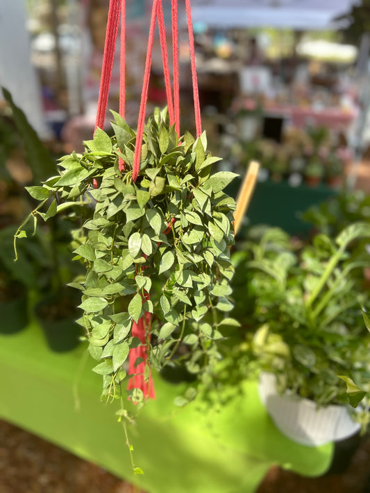 Hoya Lacunosa Mint