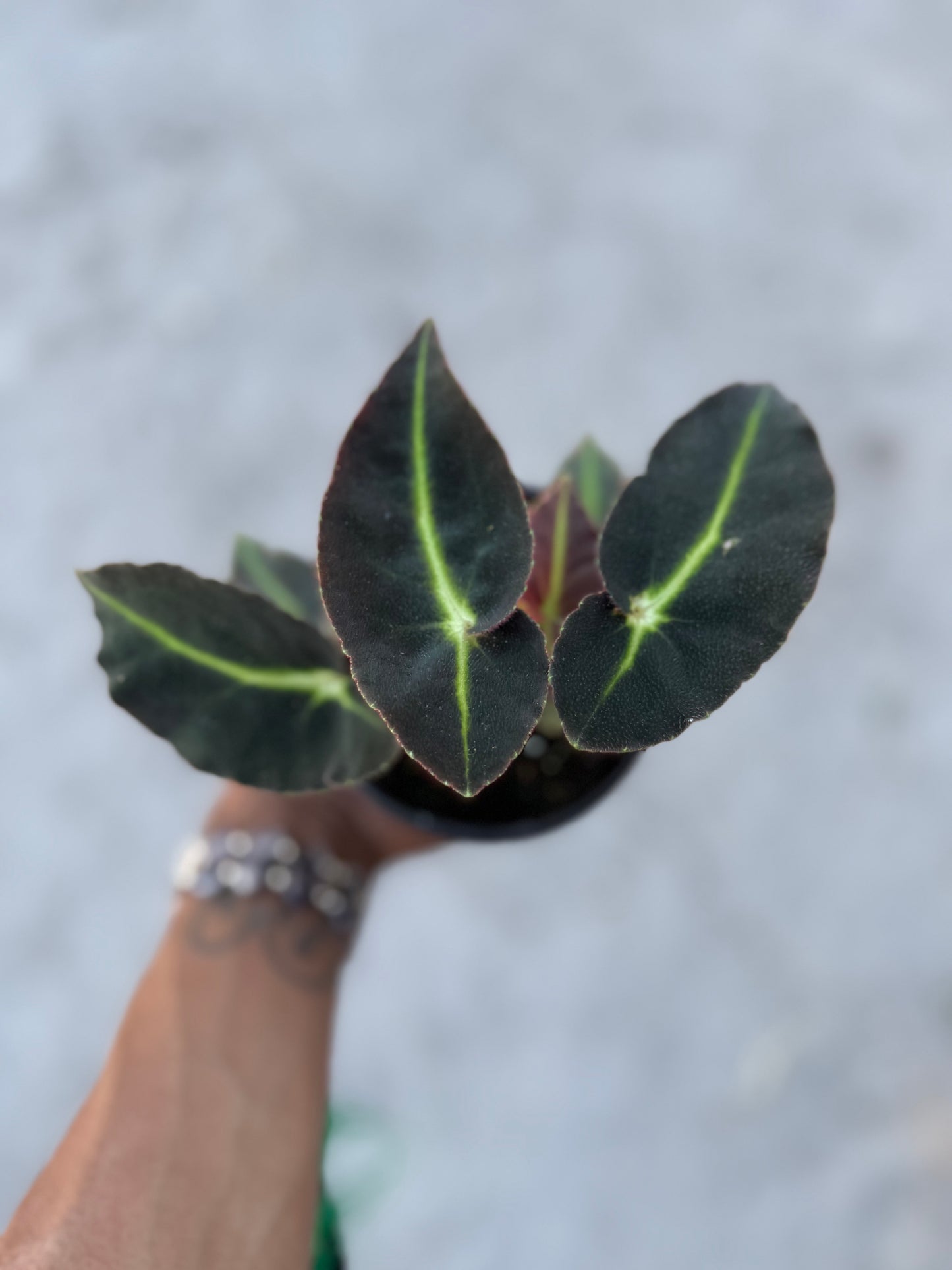 Begonia Listada