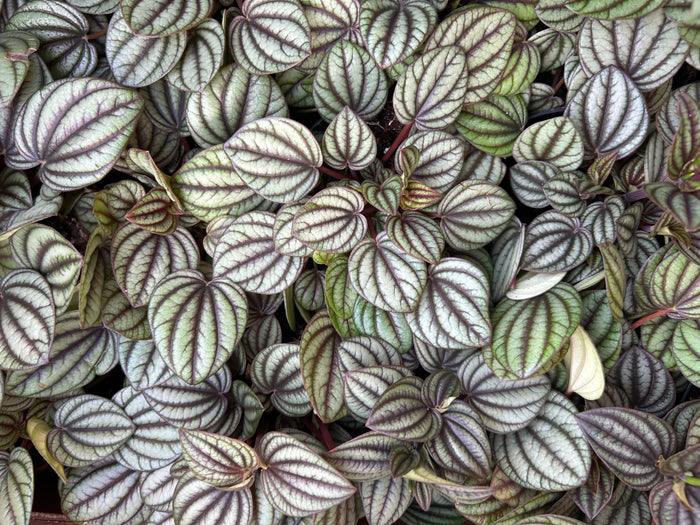 Peperomia 'Piccolo Banda'