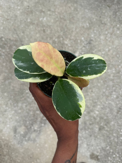 Hoya obovata albo