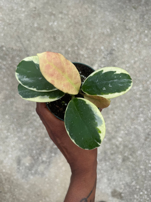 Hoya obovata albo