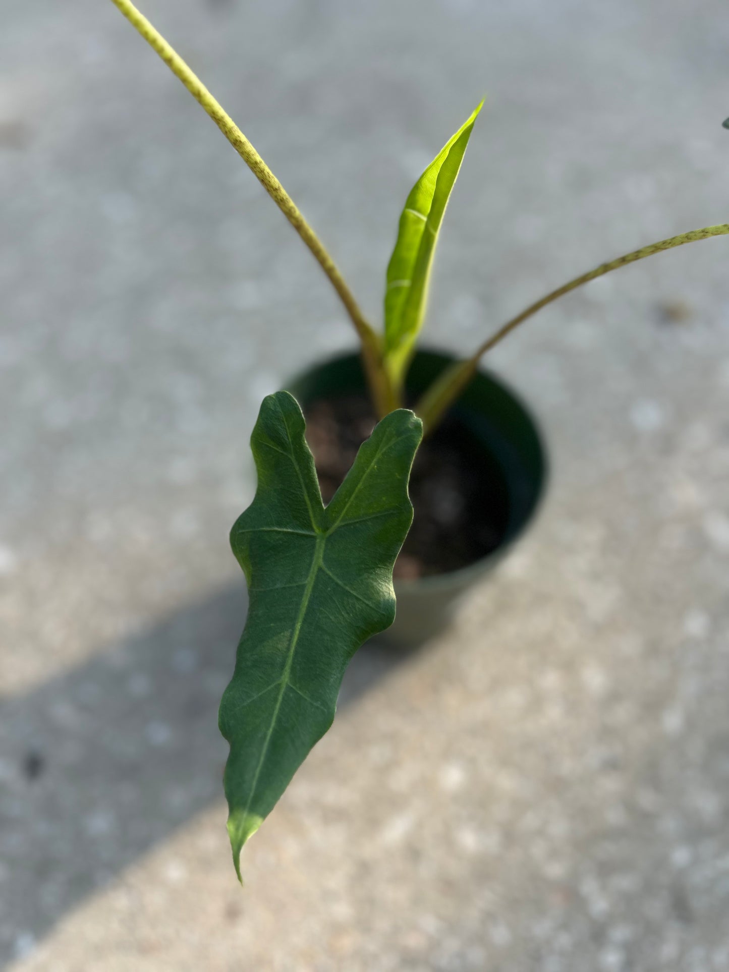 Alocasia Sarian