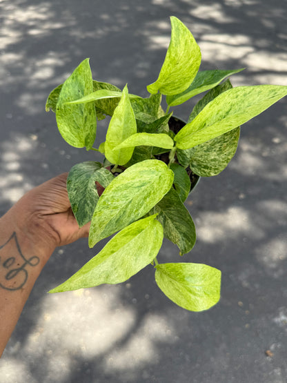 Epipremnum pinnatum Jungle Mint