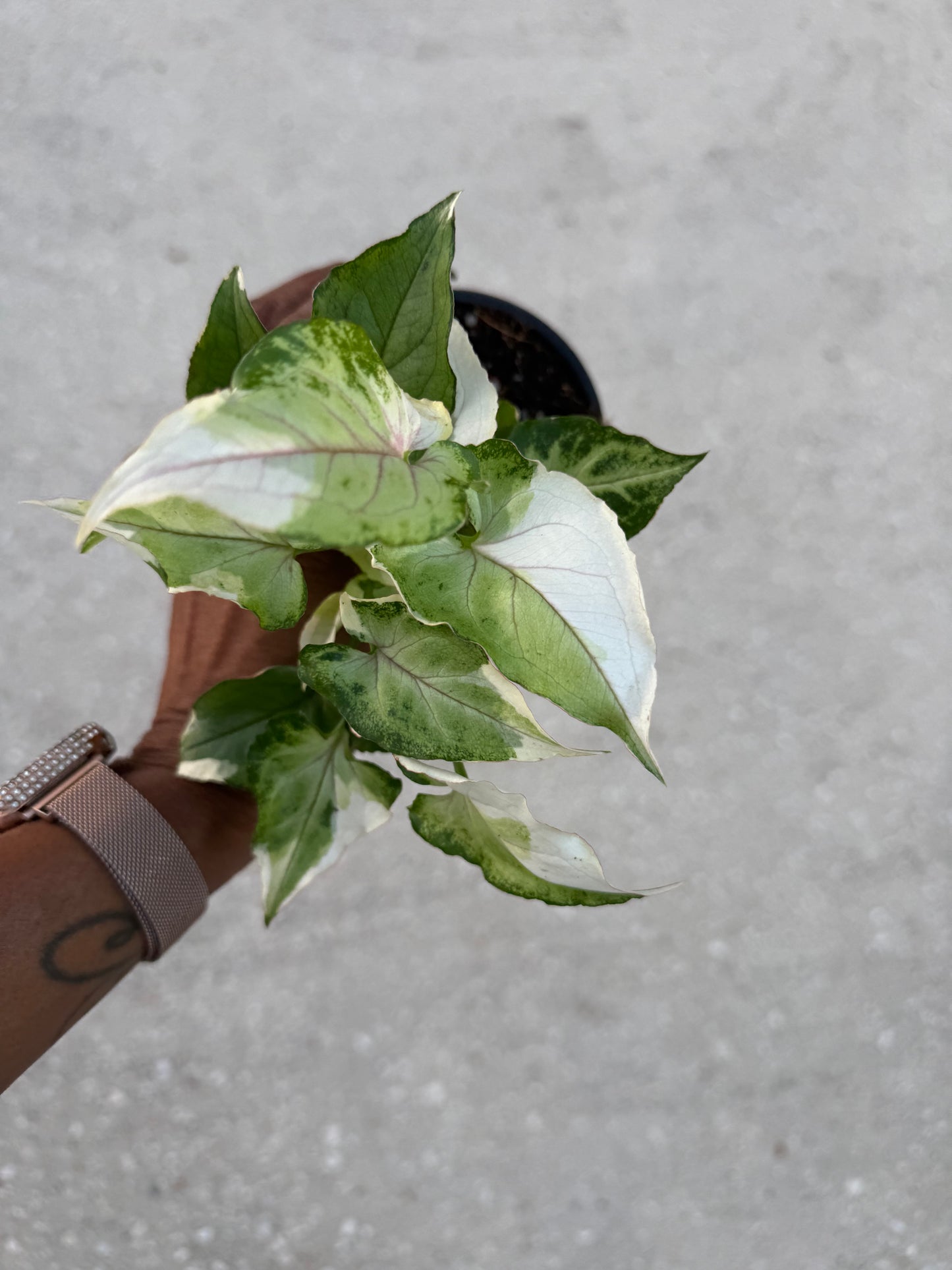Syngonium White Princess