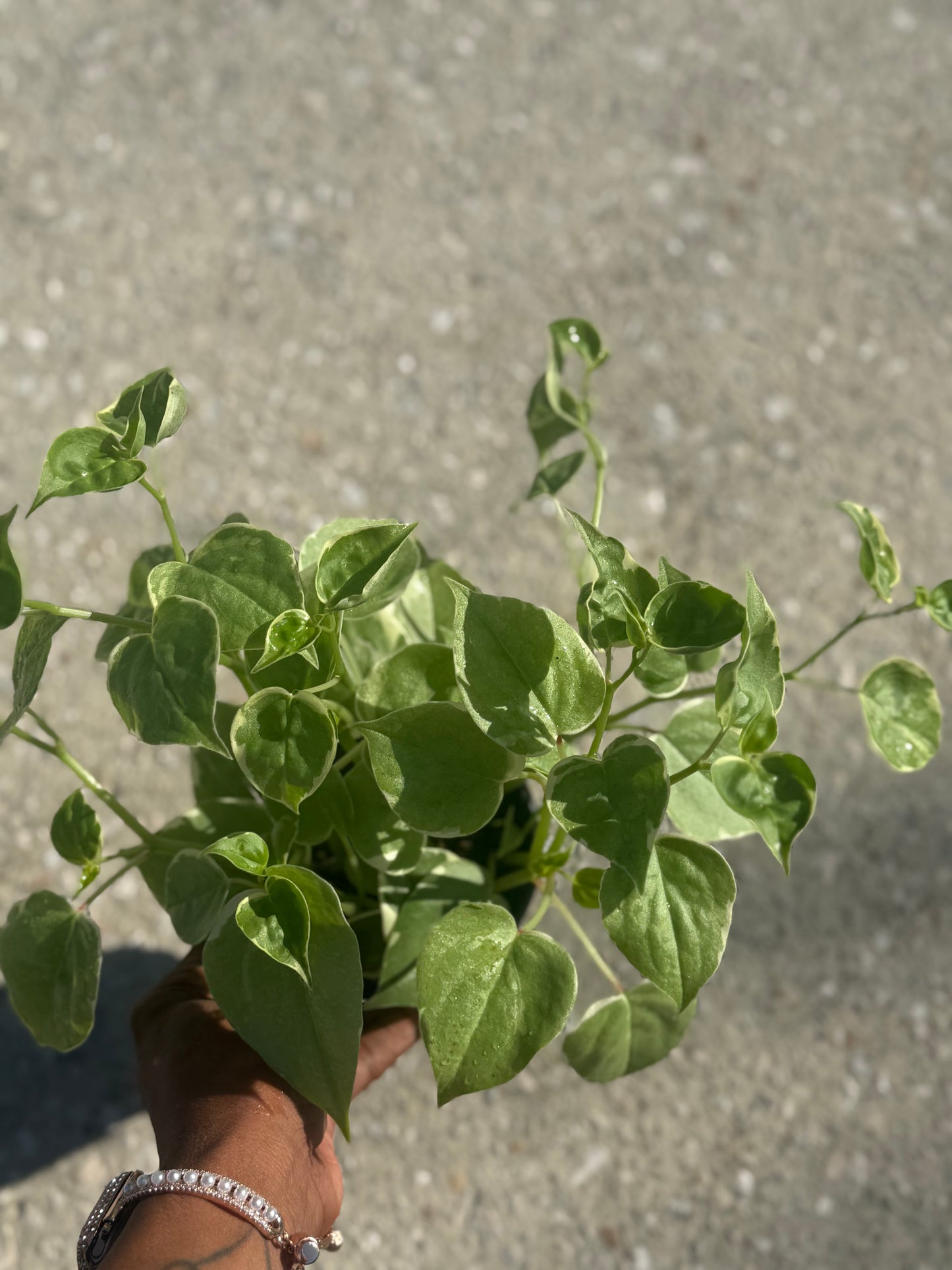 Peperomia 'Cupid'