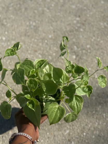 Peperomia 'Cupid'