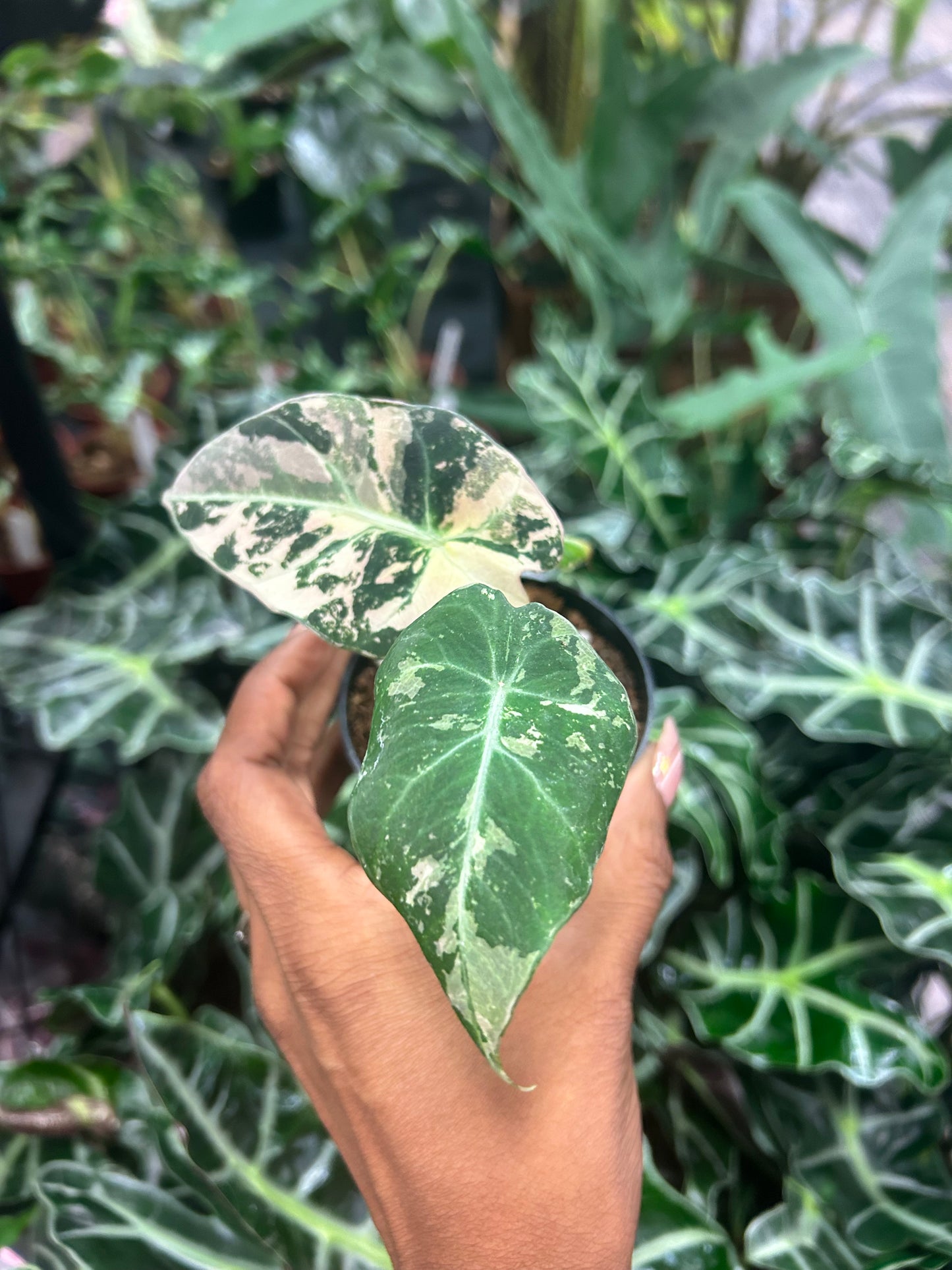 Alocasia Black Velvet Variegated “pink”