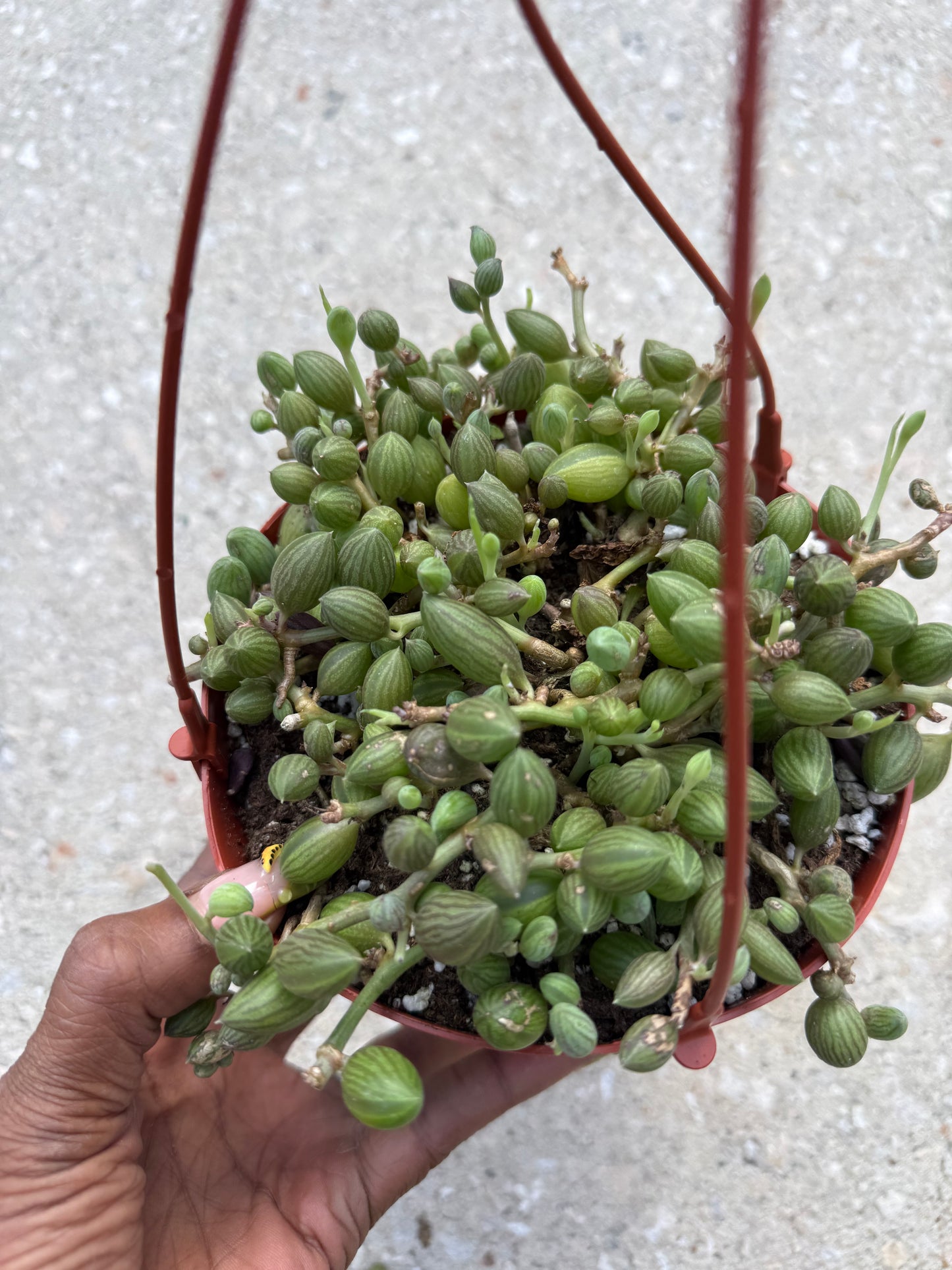 Senecio herreanus - String of Watermelons