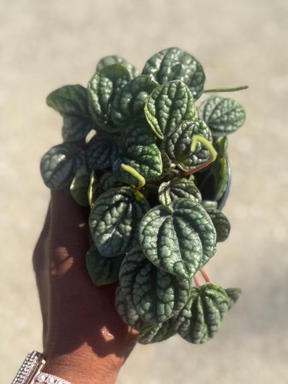 Peperomia 'Burbella'