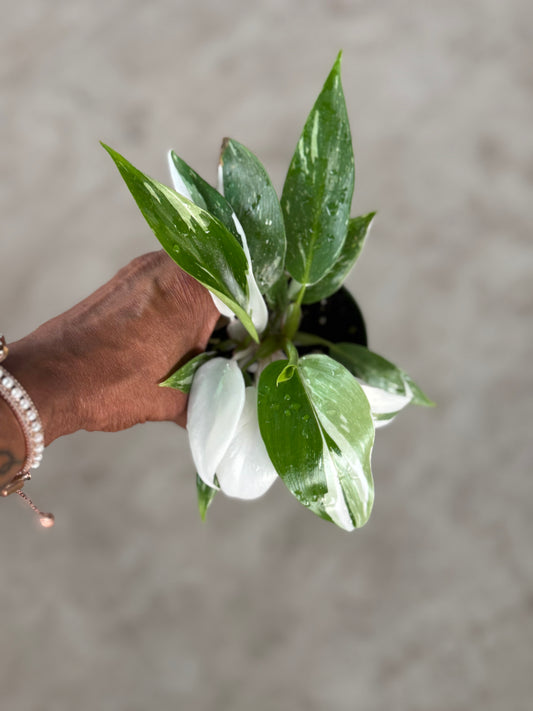Philodendron 'White Princess'