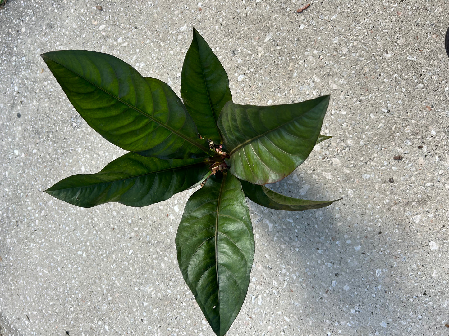 Anthurium Renaissance