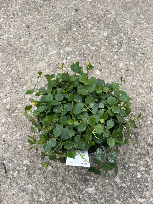 Hoya Curtisii