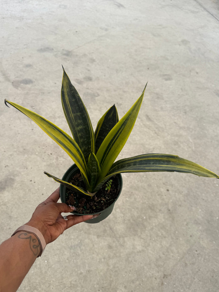 Sansevieria Golden Flame