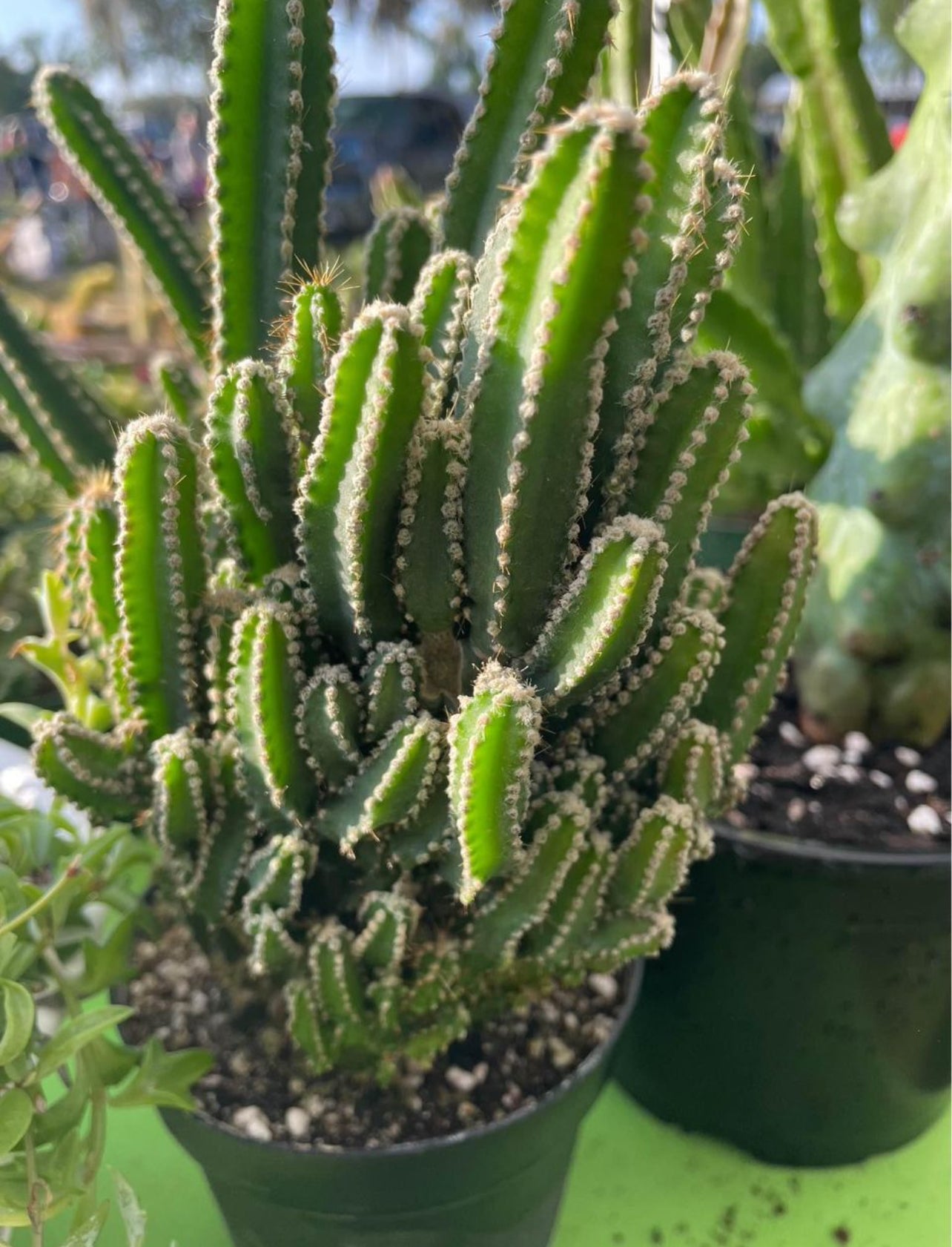 Fairy Castle Cactus