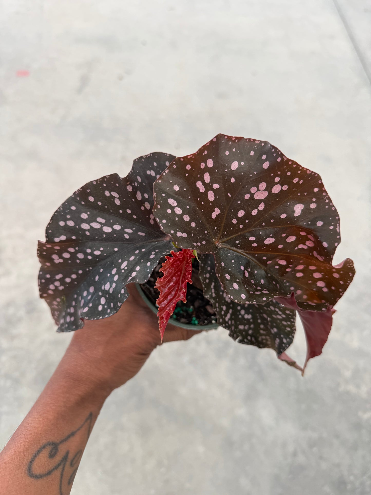 Begonia Crackling Rosie