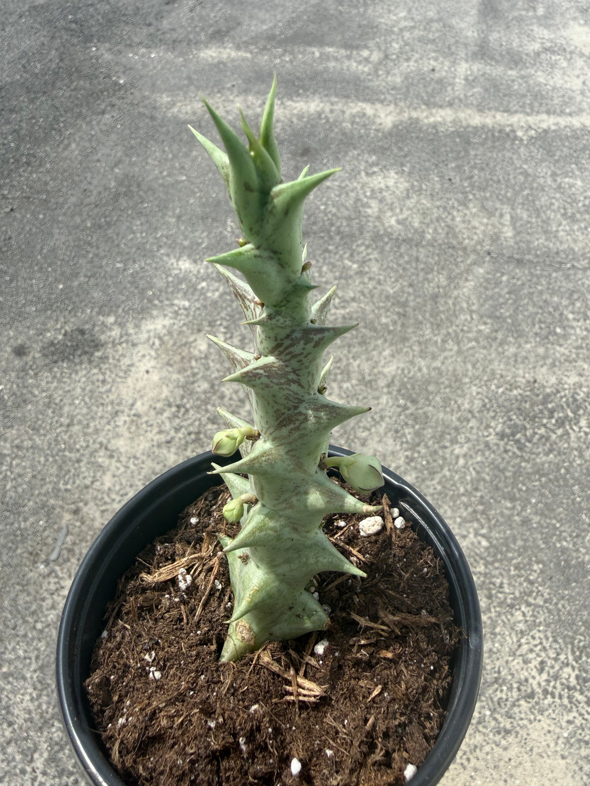 Caralluma hesperidum