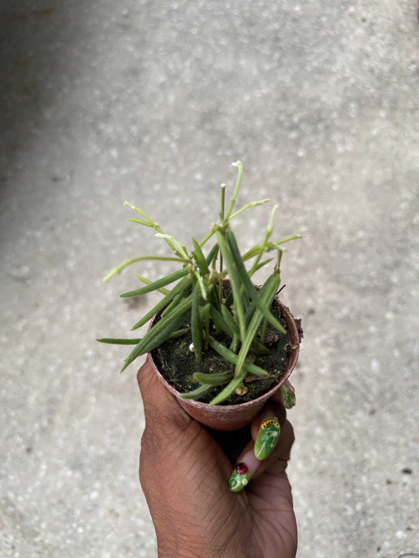 Hoya 'Linearis'