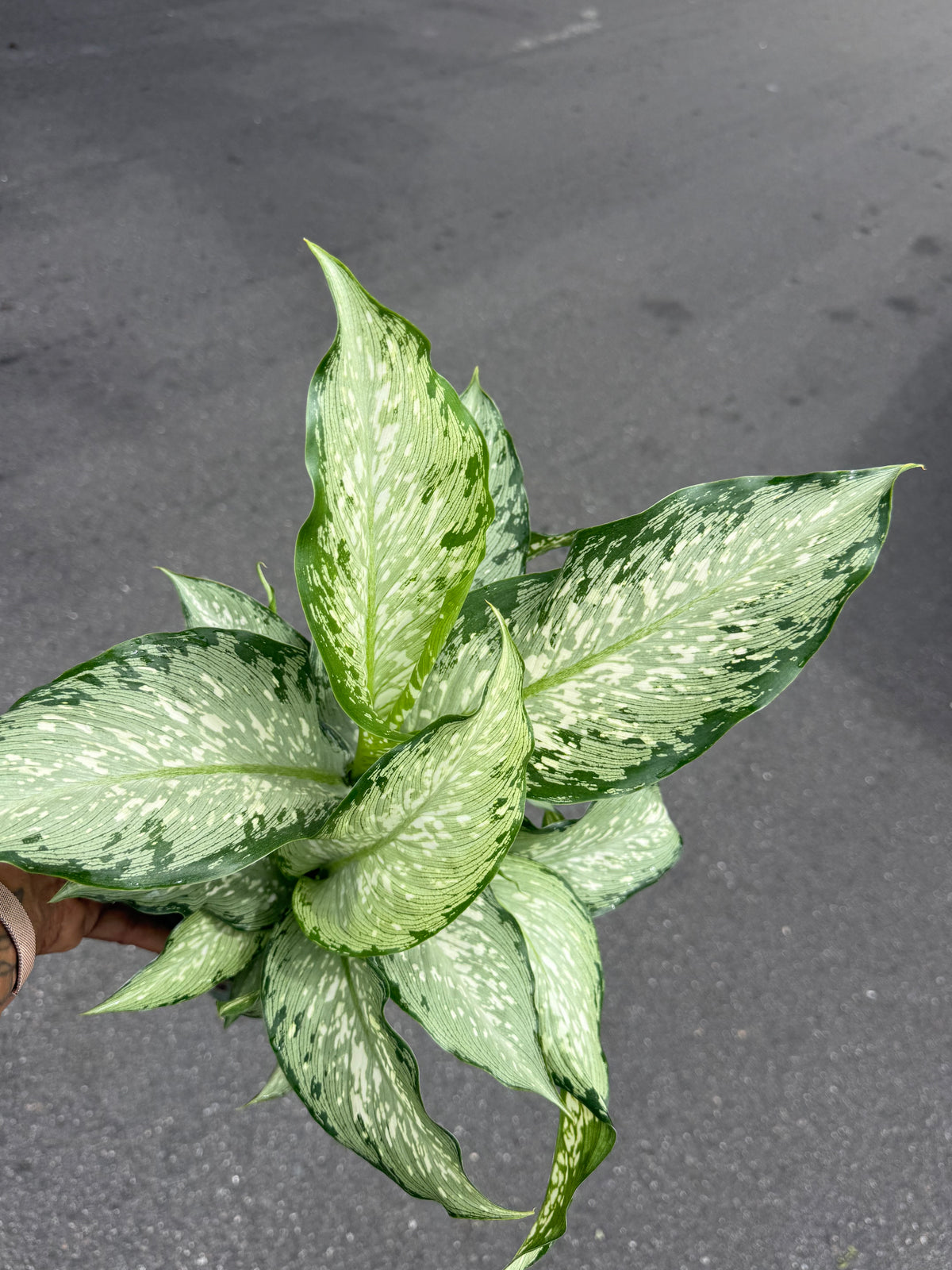 Dieffenbachia Tiki