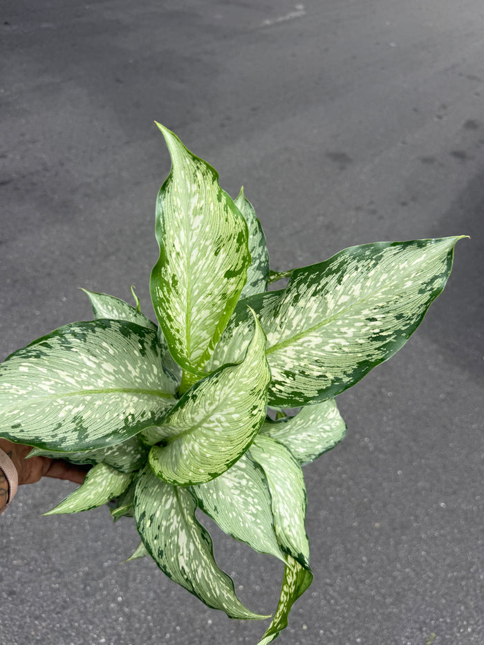 Dieffenbachia 'Tiki'