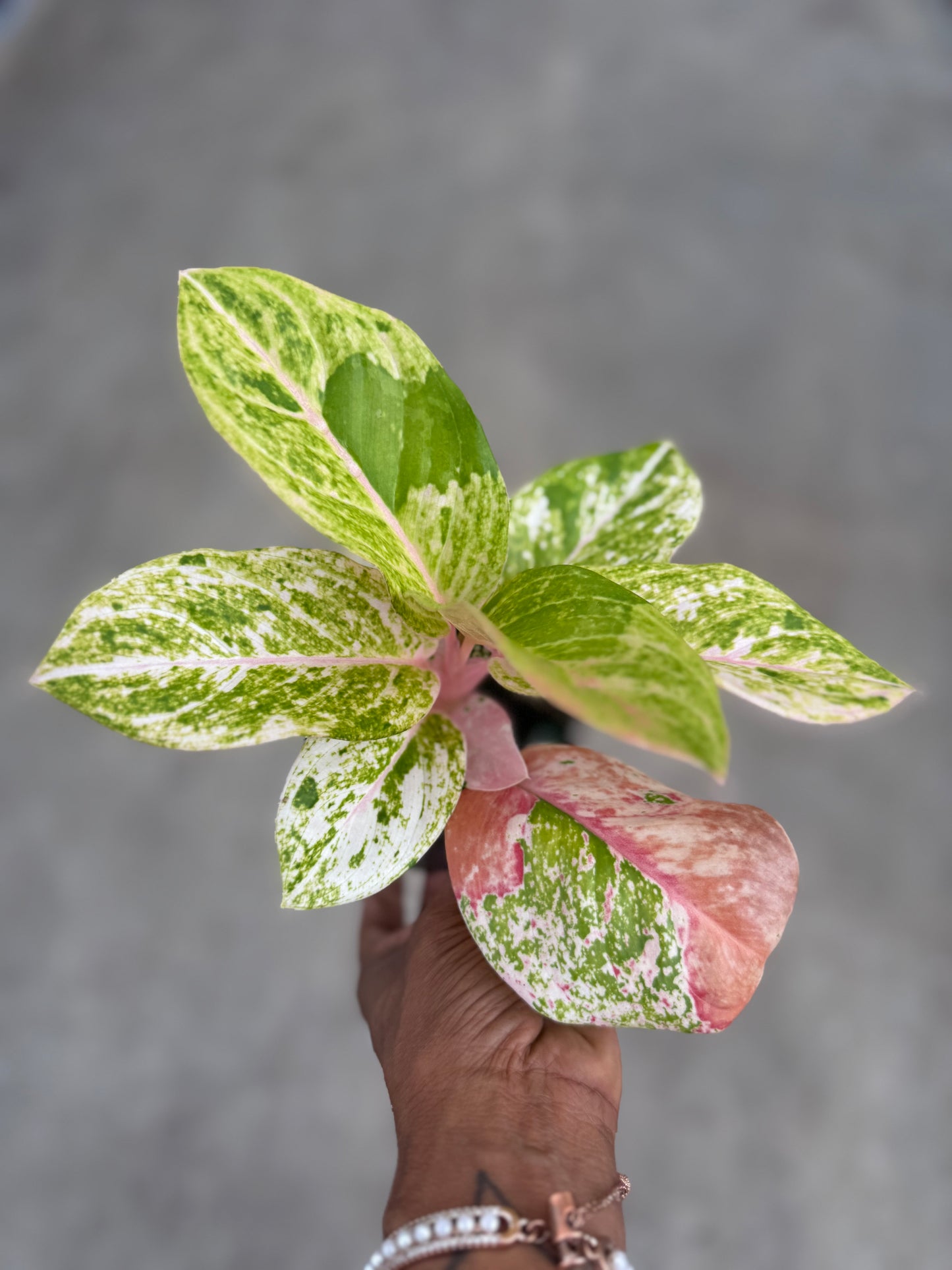 Aglaonema 'Pink Emerald'
