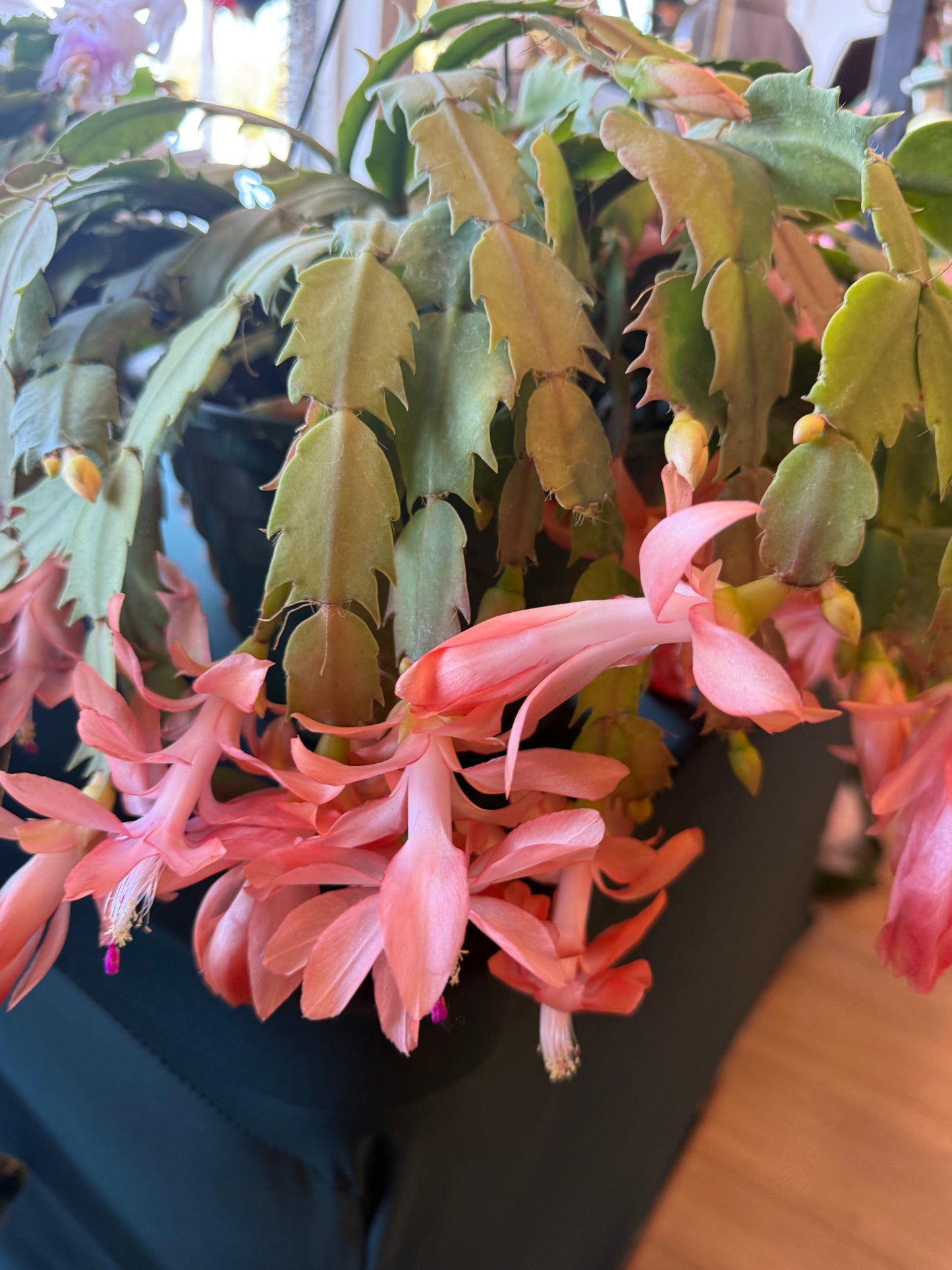 Christmas Cactus-Salmon
