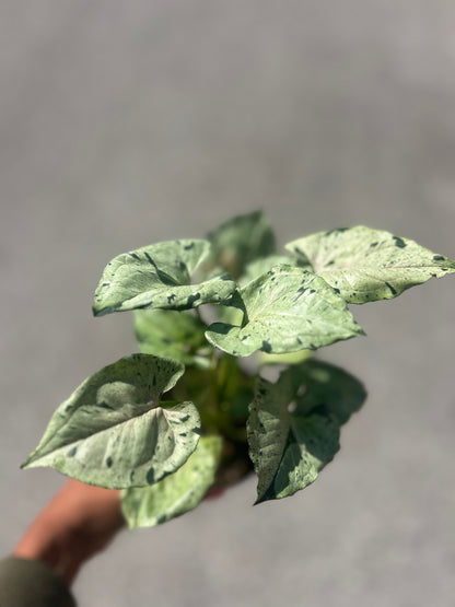 Syngonium Green Splash