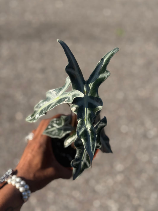 Alocasia 'Nobilis'