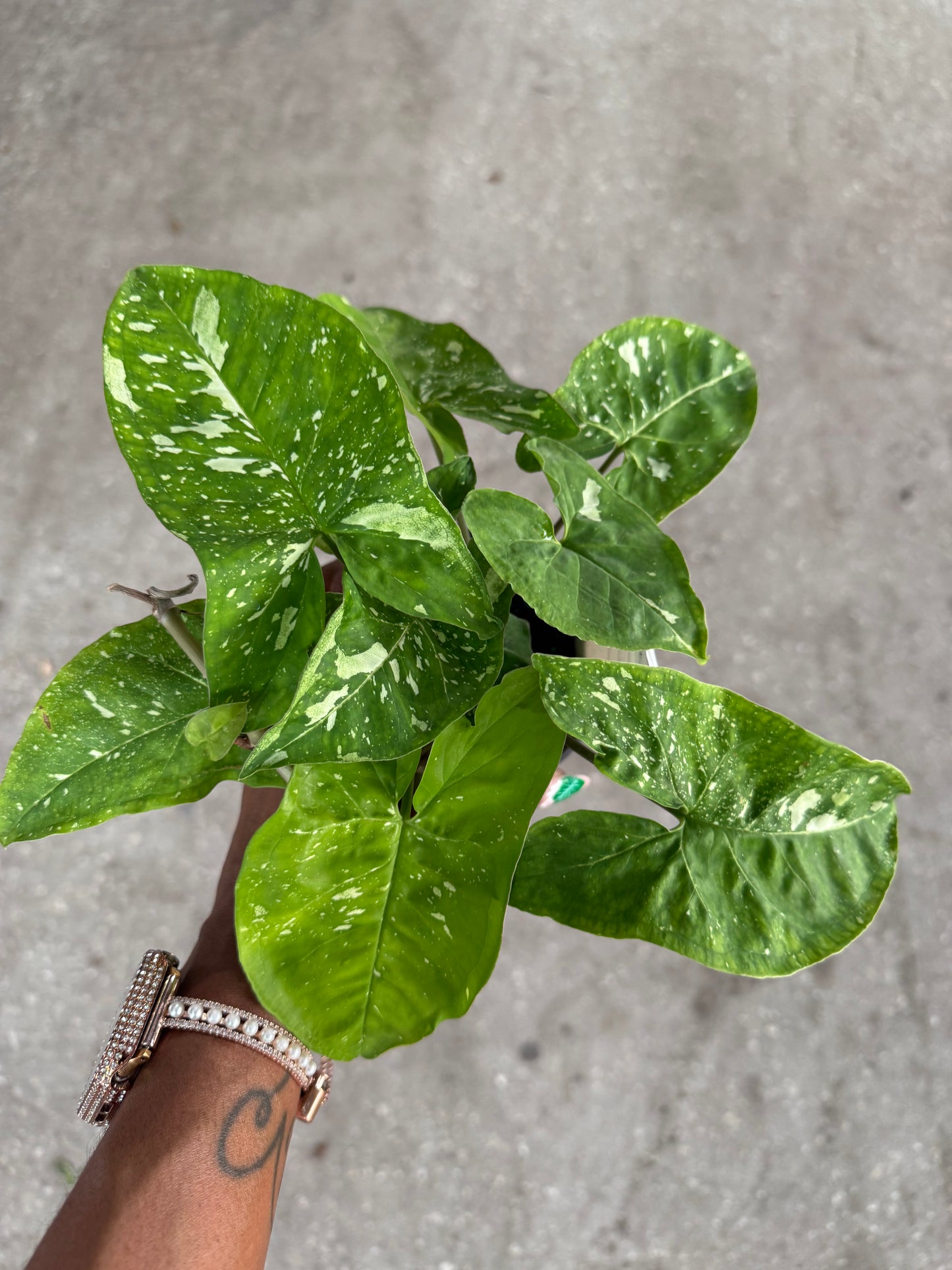 Syngonium 'Panda'