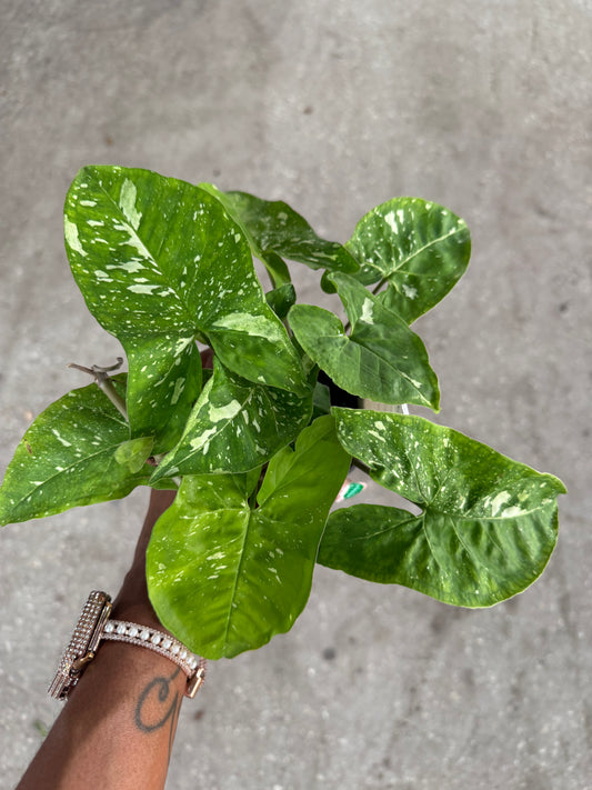 Syngonium 'Panda'