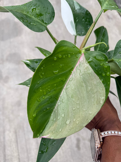 Philodendron 'White Princess'