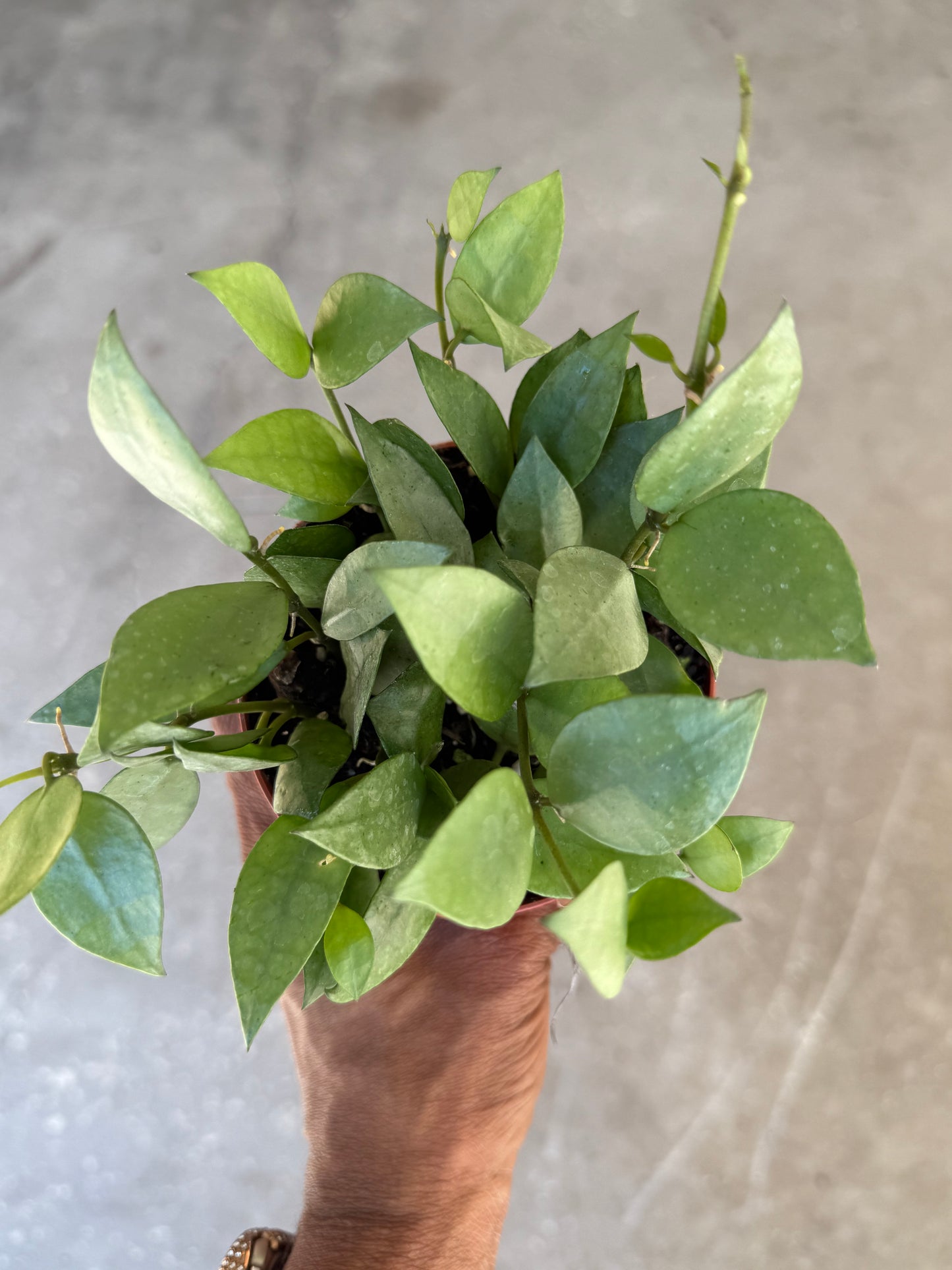 Hoya Krohiana Super Silver