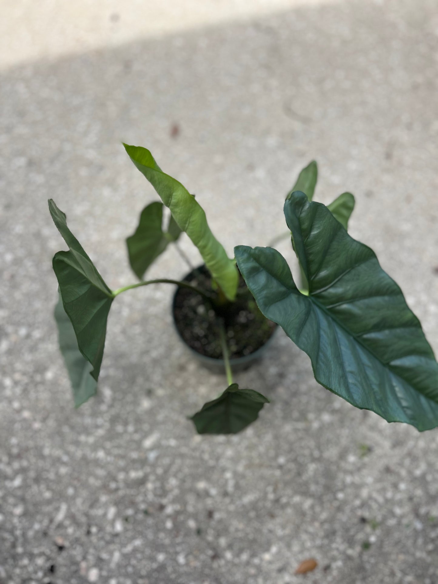 Alocasia Corozon