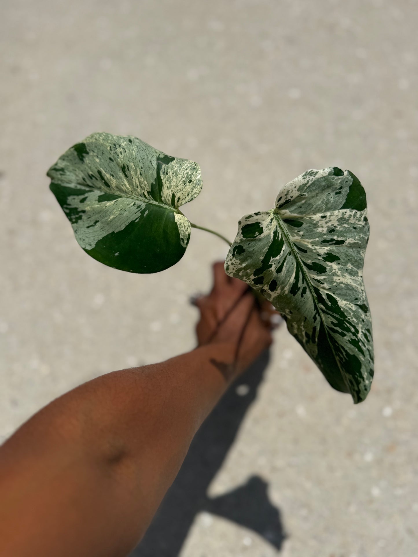 Monstera Vietciosa