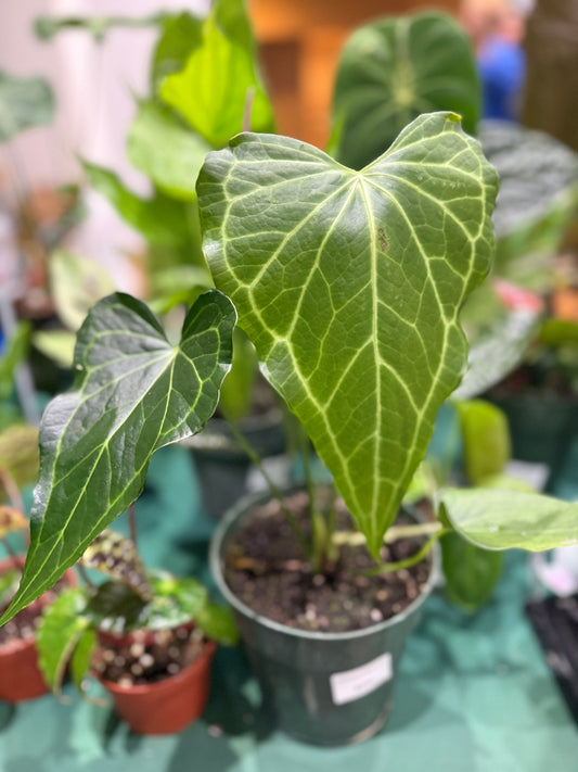 Anthurium Delta force