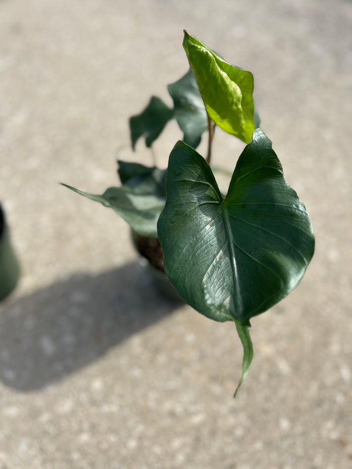Alocasia 'Sting Ray'