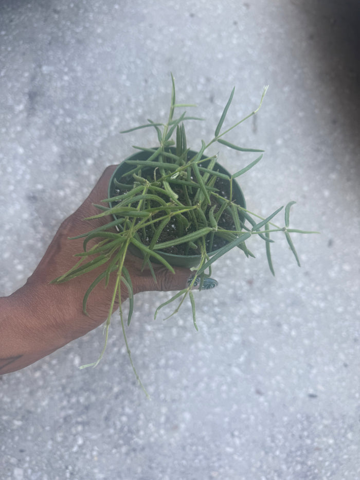 Hoya 'Linearis'