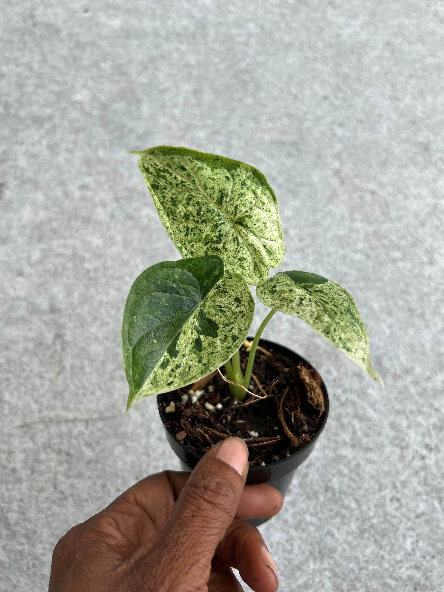 Alocasia baginda Dragon Scale variegated Mint