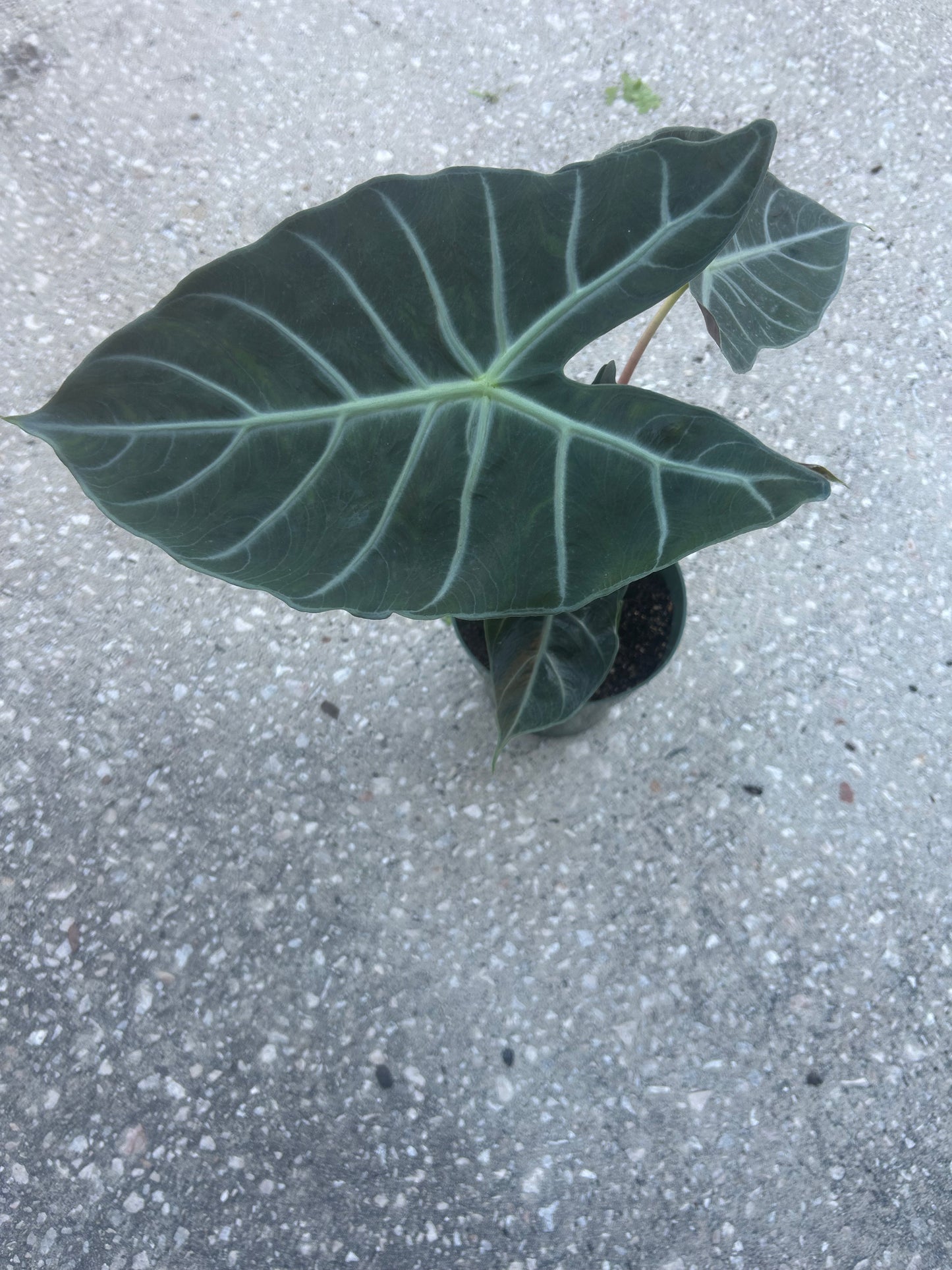 Alocasia Morocco “Pink Dragon”