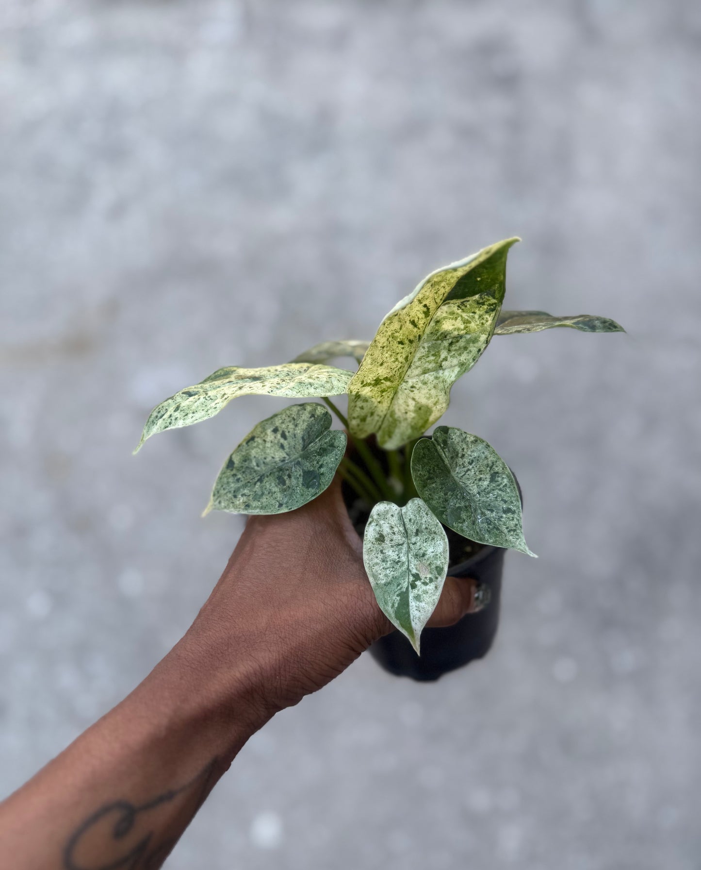 Alocasia Baginda Dragon Scale Variegated Mint