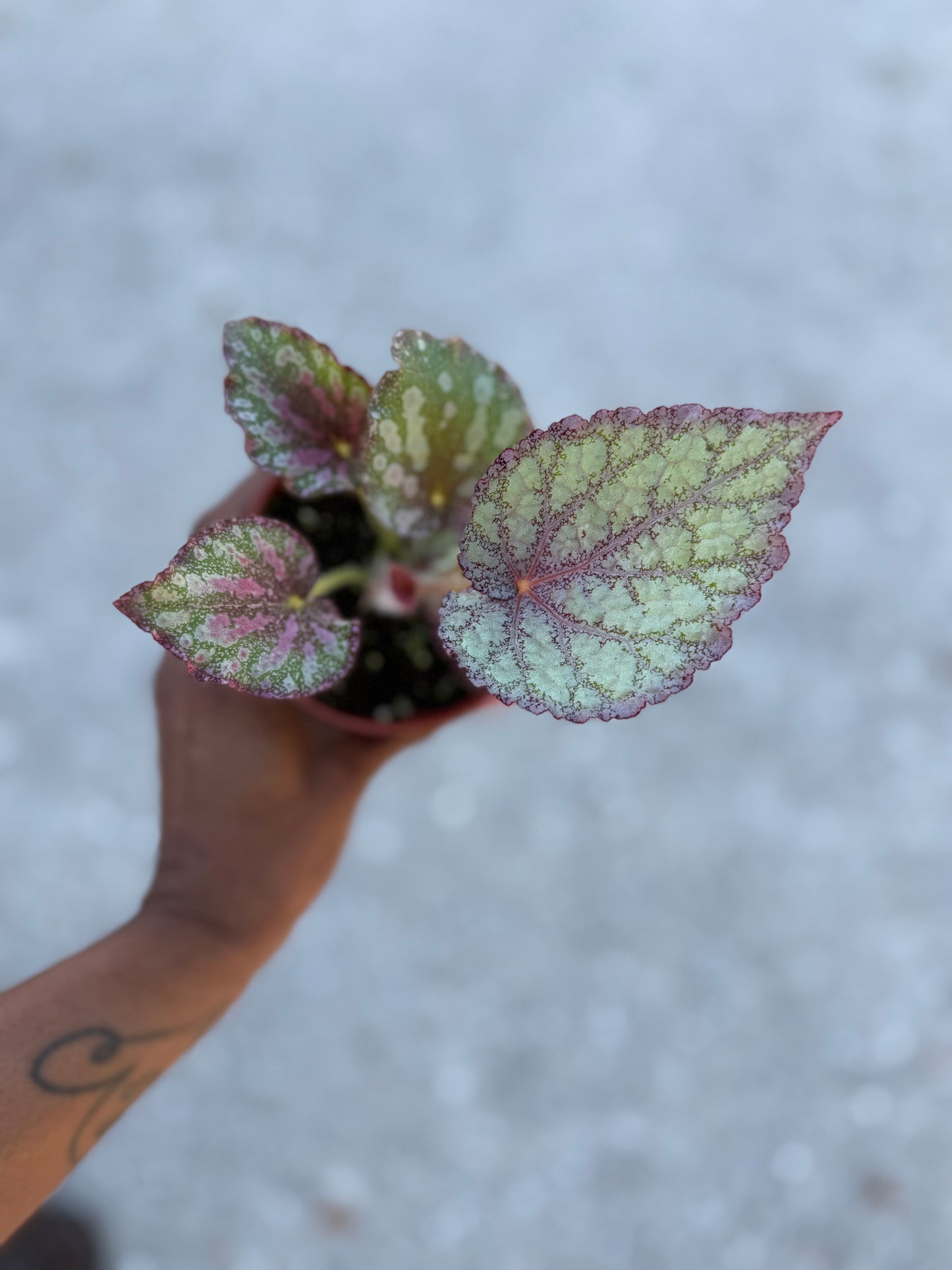 Begonia ‘Peace’