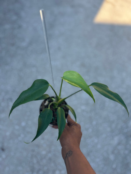 Monstera Burle Marx Flame