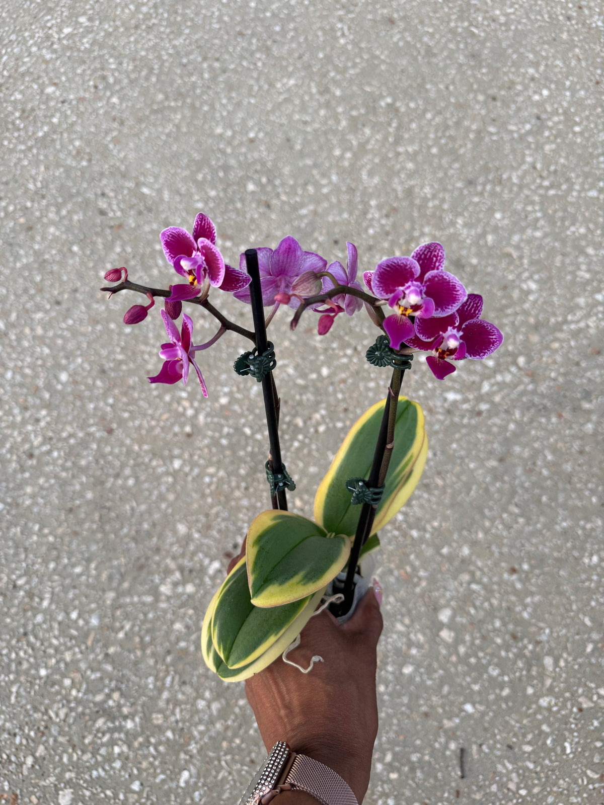 Variegated phalaenopsis orchid