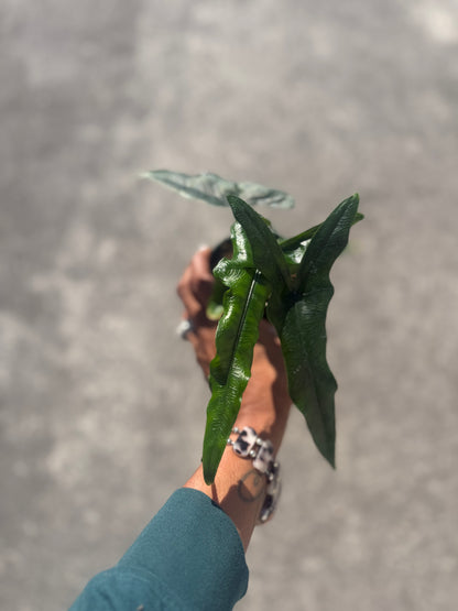 Alocasia Sabrina