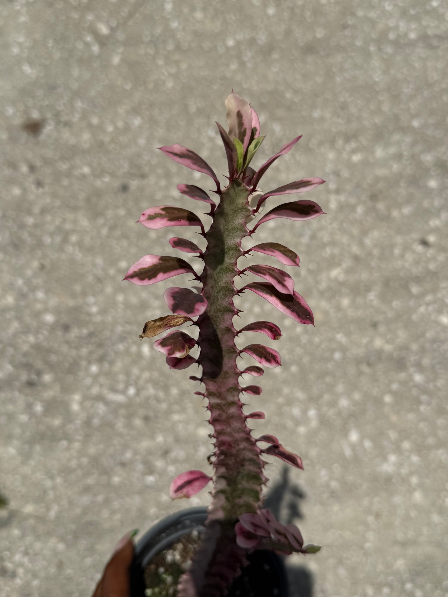Euphorbia 'Trigona Royal Red'