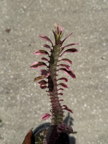Euphorbia 'Trigona Royal Red'
