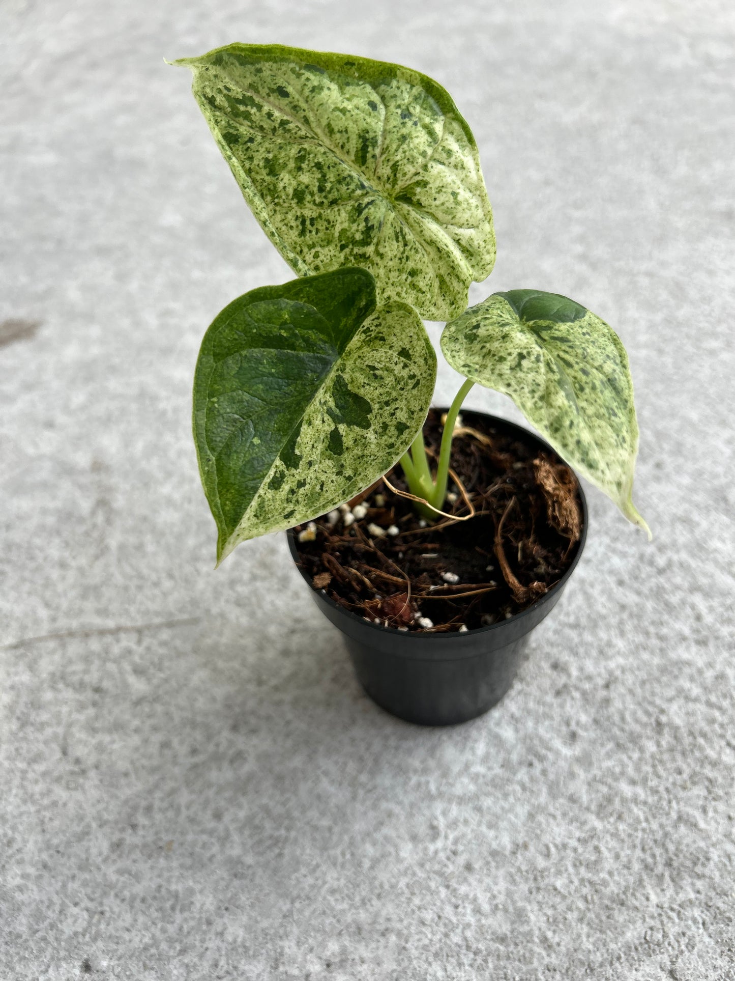 Alocasia baginda Dragon Scale variegated Mint